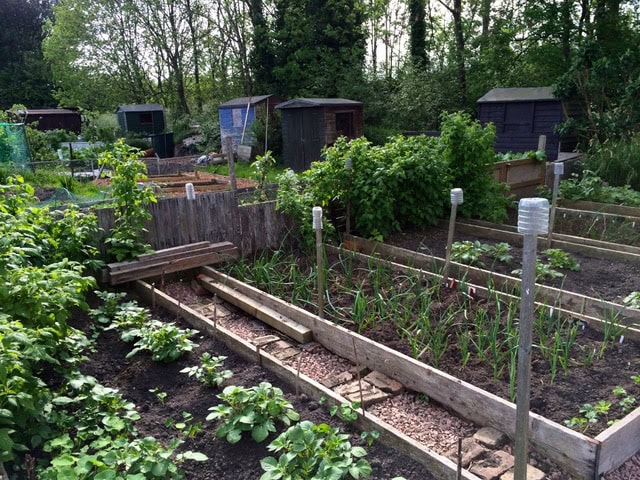 a vegetable garden with raised beds growing various plants, wooden pathways, and several garden sheds in the background, surrounded by trees and greenery.