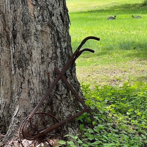 a rusty, old garden plow leans against a large tree trunk, with a grassy field and two birds in the background.
