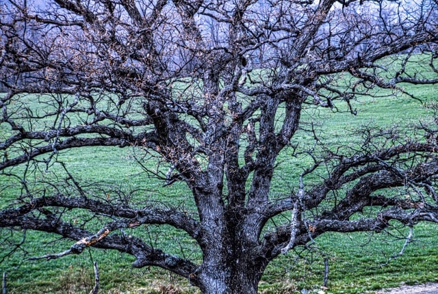 a large, leafless tree with thick, sprawling branches stands in front of a green grassy field.