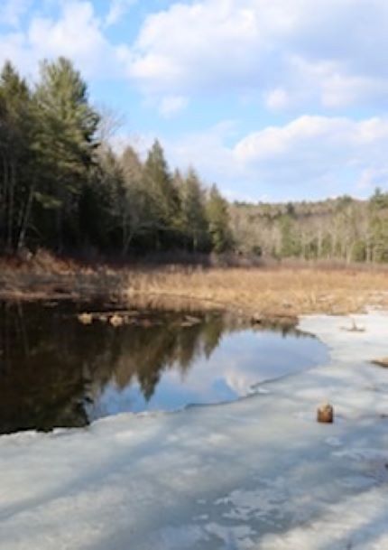 a partially frozen pond surrounded by trees and brush under a partly cloudy sky.
