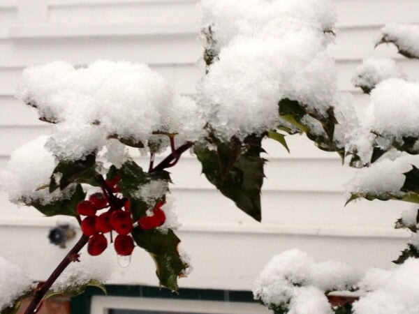 snow covered holly leaves with clusters of red berries in front of a white sided building.