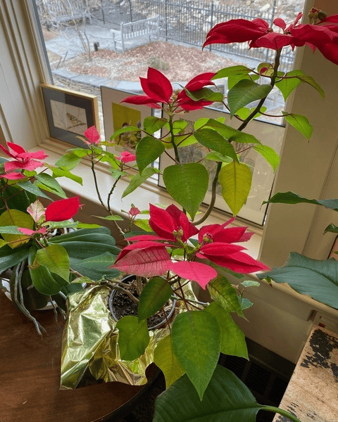 a poinsettia plant with red and green leaves sits on a table near a window, with framed pictures and an outdoor scene visible in the background.