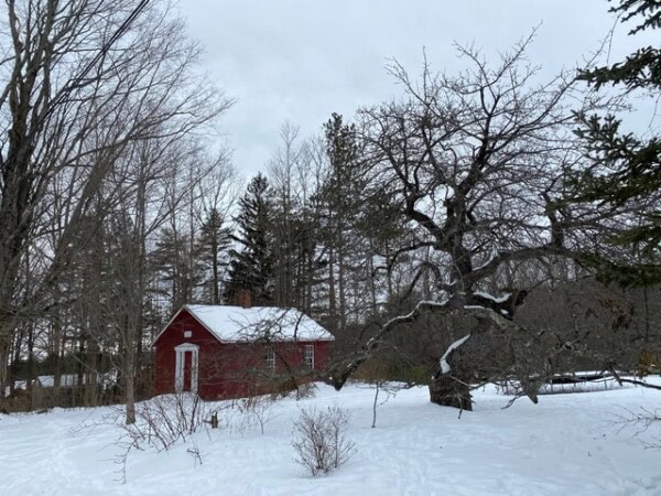 a small red cabin sits in a snowy landscape surrounded by bare trees and a large, leafless tree in the foreground under a cloudy sky.