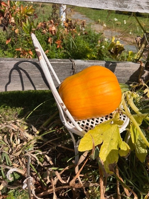 a large orange pumpkin resting on a small white metal garden chair surrounded by green plants and dried leaves.