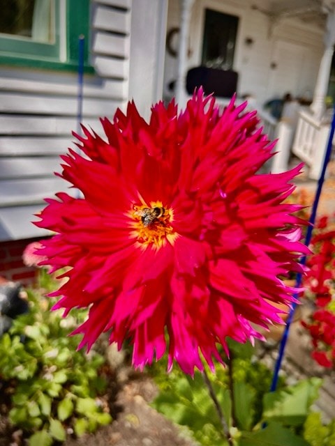 a close up of a bright red dahlia flower with a bee on its center, set against the blurred background of a house and garden.