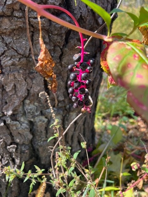 cluster of shiny dark purple berries on a bright red stem growing near a tree trunk, surrounded by green and dry leaves and grass.