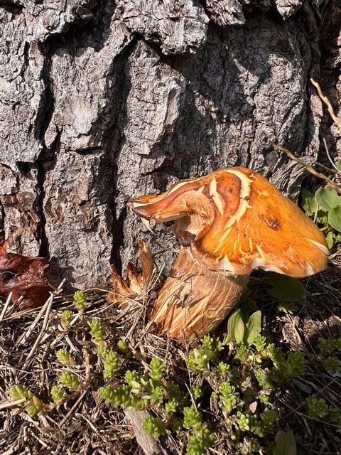 an orange brown mushroom with a cracked cap grows at the base of a tree trunk, surrounded by small green plants and dried grass.