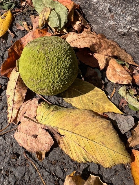 a green, textured ball shaped fruit lies on the ground among dry, fallen leaves and asphalt pavement.
