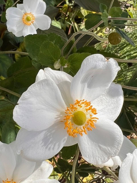 close up of white flowers with yellow centers and green foliage in the background, photographed in natural sunlight.