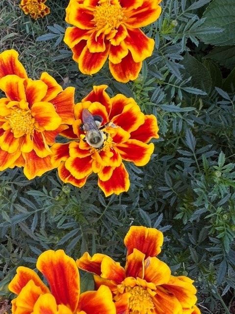 a bumblebee gathers nectar from a vibrant orange and yellow marigold flower, surrounded by similar blooms and green foliage.