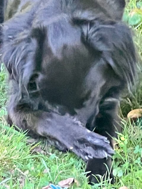 a black dog lying on grass covers its face with one paw.