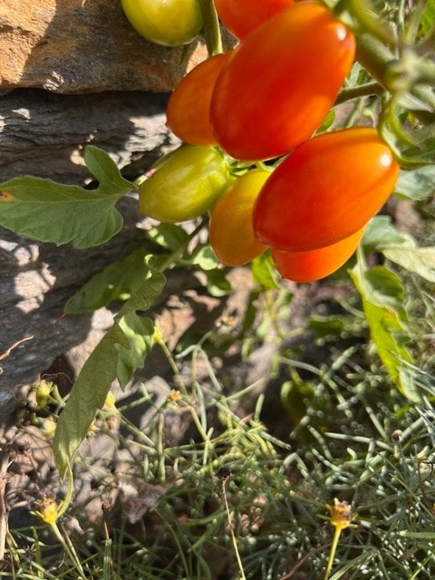 cluster of red and green grape tomatoes growing on a vine next to a stone wall, with green leaves and plants in the background.