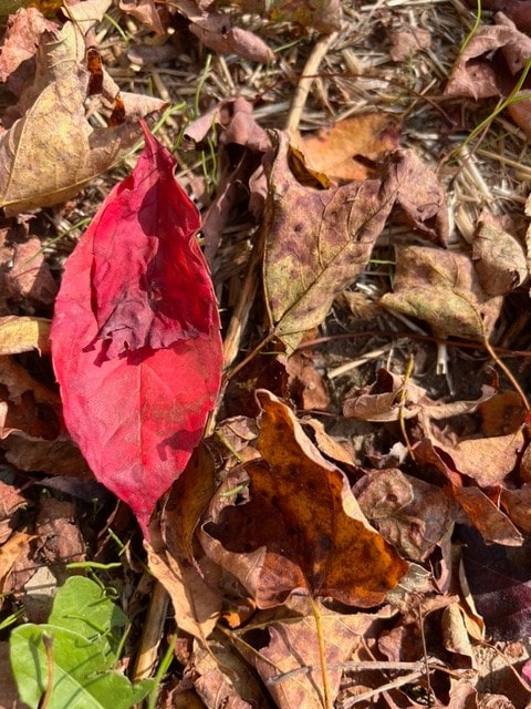 a single bright red leaf lies among several brown, dried leaves on the ground.