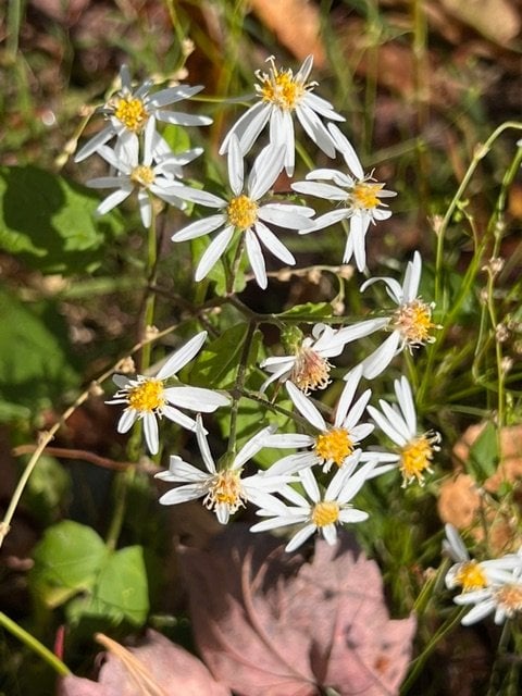 cluster of small white wildflowers with yellow centers growing among green leaves and grass, with a brown fallen leaf underneath.