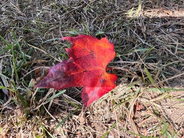a single red and orange maple leaf lies on the ground among dry grass and dirt.