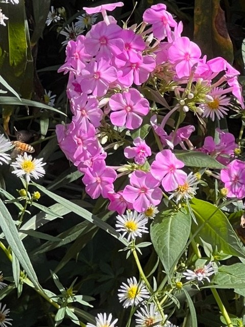 cluster of light pink phlox flowers surrounded by green leaves and small white wildflowers in sunlight.
