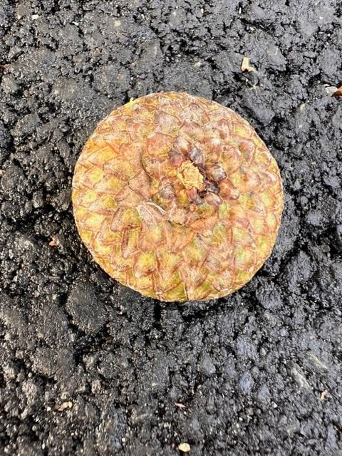 a round, scaly brown fruit lies on dark, rough pavement.