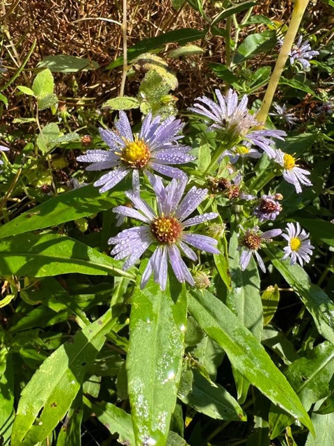 purple wildflowers with yellow centers are covered in dew, surrounded by green leaves and stems, with some brown vegetation in the background.