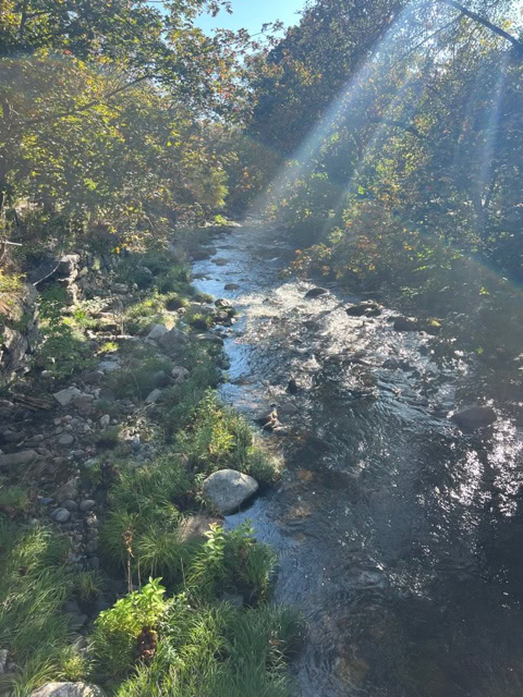 a shallow stream flows through a rocky, grassy area with sun rays shining through trees on a clear day.