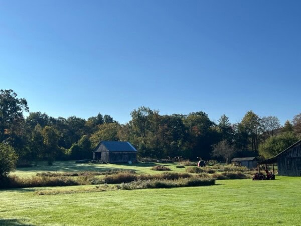 a rural landscape with green grass, a few barns, scattered trees, and clear blue sky on a sunny day.