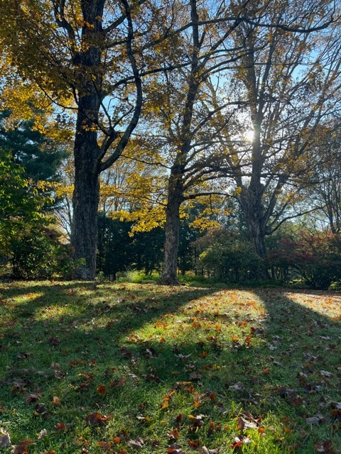 sunlight filters through tall trees with autumn leaves, casting long shadows on a grassy area scattered with fallen leaves.