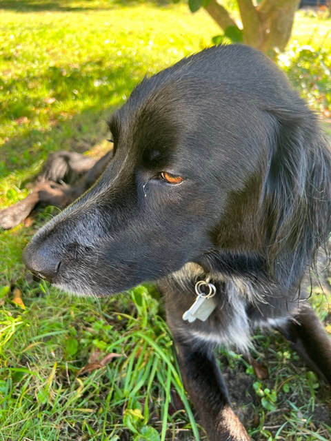 a black dog with a white patch on its chest lies on green grass, looking to the left. the dog is wearing a collar with two metallic tags. sunlight filters through the background.