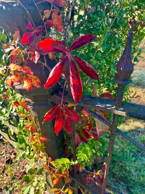 bright red autumn leaves and green foliage entwine around a weathered iron fence with pointed finials in sunlight.
