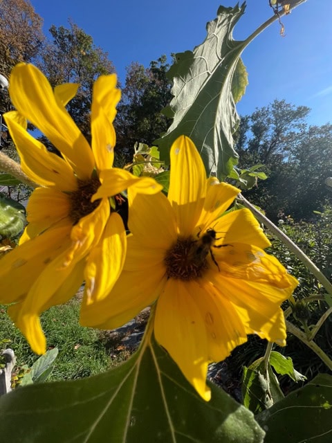 close up of two bright yellow sunflowers with a bee collecting pollen, set against a backdrop of green foliage and a clear blue sky.