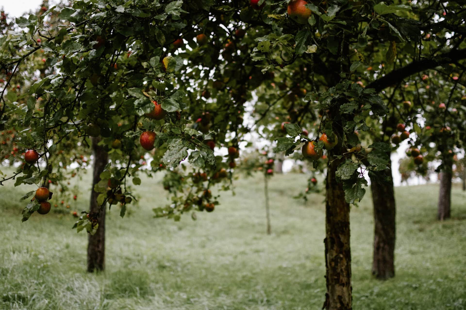 rows of apple trees with ripe apples hanging from branches, set in a grassy orchard on a cloudy day.