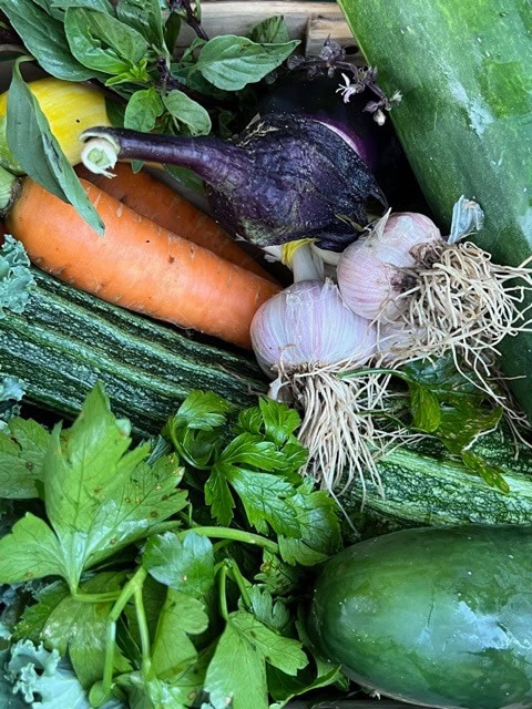 assorted fresh vegetables including carrots, zucchini, cucumber, garlic, eggplant, parsley, kale, yellow squash, and basil.