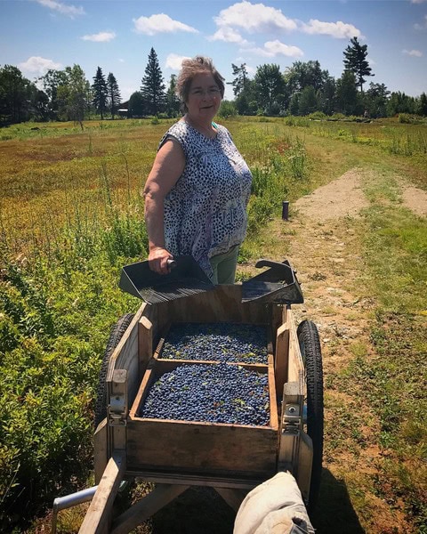 a woman stands outdoors by a wooden cart filled with harvested blueberries, holding a sorting tray, with fields and trees in the background under a sunny sky.