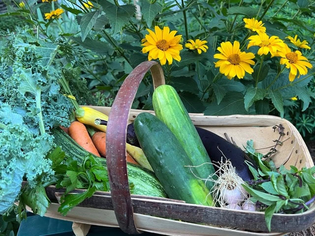 a basket of fresh garden vegetables, including cucumbers, carrots, kale, garlic, and eggplant, sits on a table in front of blooming yellow flowers outdoors.