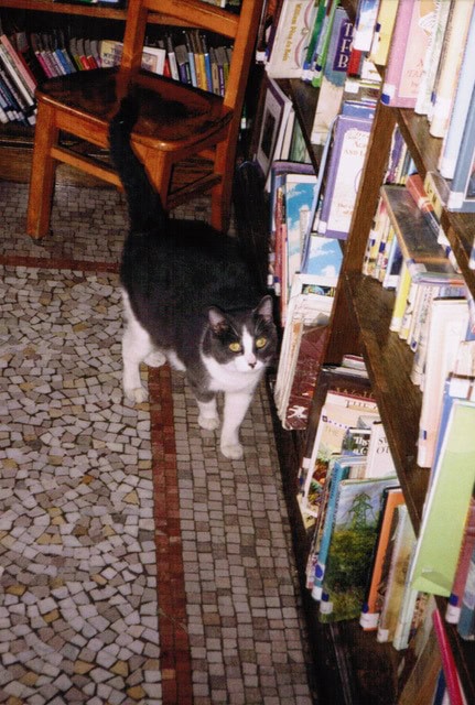 a black and white cat walks along a bookshelf in a library or bookstore with a tiled floor and a wooden chair nearby.