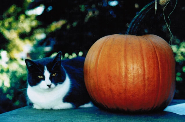 a black and white cat sits next to a large orange pumpkin on a flat surface outdoors.