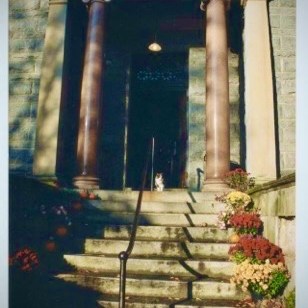 stone steps with a black railing lead up to a large doorway framed by columns; a cat sits at the top of the stairs, surrounded by potted flowers.