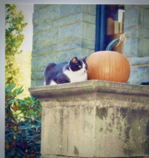 a black and white cat sits on a stone ledge next to a pumpkin in front of a building.