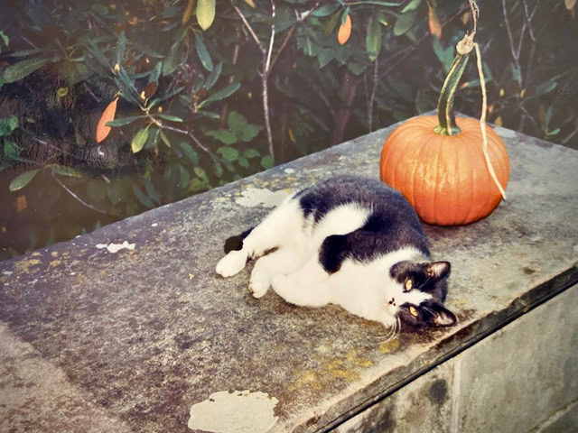a black and white cat lies on a stone surface next to a pumpkin, with green foliage in the background.