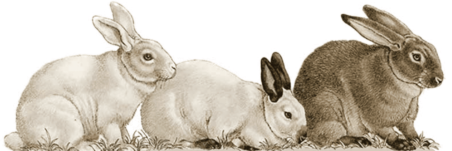 three rabbits sit side by side on grass; two are light colored with upright ears, and one is darker with larger ears.