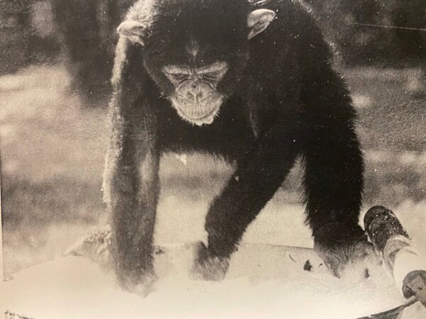 a young chimpanzee stands with its hands immersed in a shallow container of water, with a stick lying nearby.