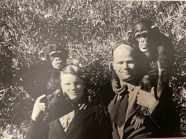 a man and a boy pose outdoors with two chimpanzees, each perched on their shoulders, in a black and white photograph.