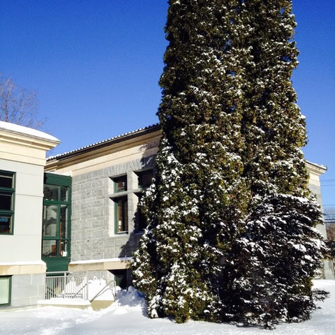 a tall evergreen tree partially covered in snow stands next to a stone building under a clear blue sky in winter.