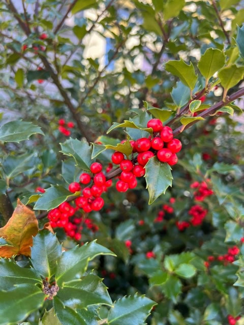 close up of a holly bush branch with clusters of bright red berries and spiky green leaves.