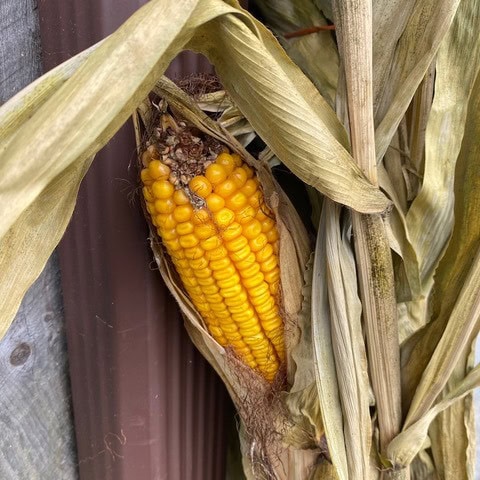 an ear of yellow corn partially covered by dried husks is attached to a corn stalk next to a corrugated metal surface.