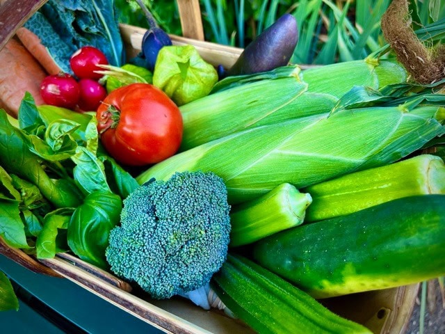 a basket filled with fresh vegetables, including corn, tomato, broccoli, cucumber, carrots, radishes, basil, and eggplant.