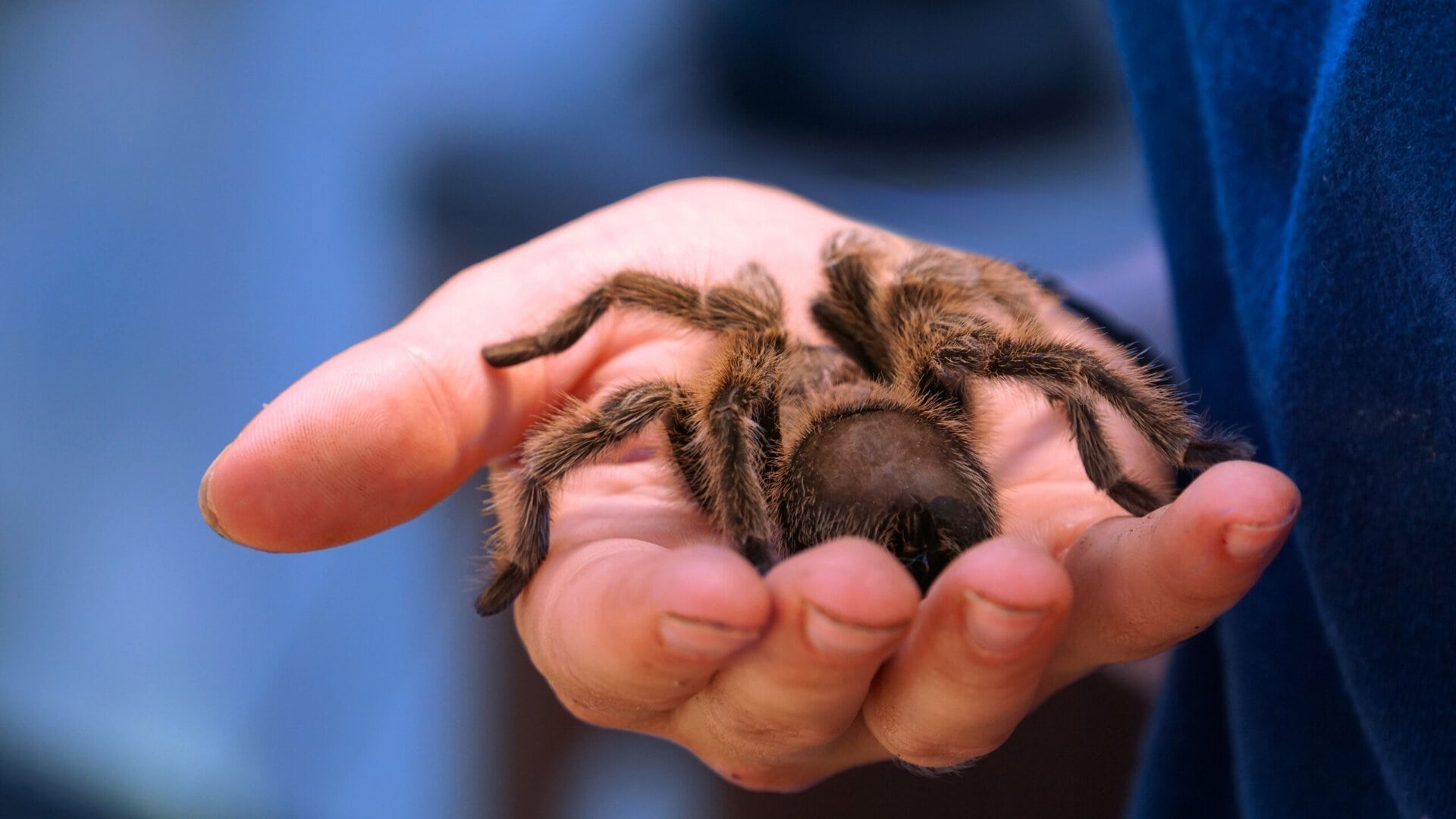 a large, brown tarantula rests on the open palm of a person's hand, with the background out of focus.