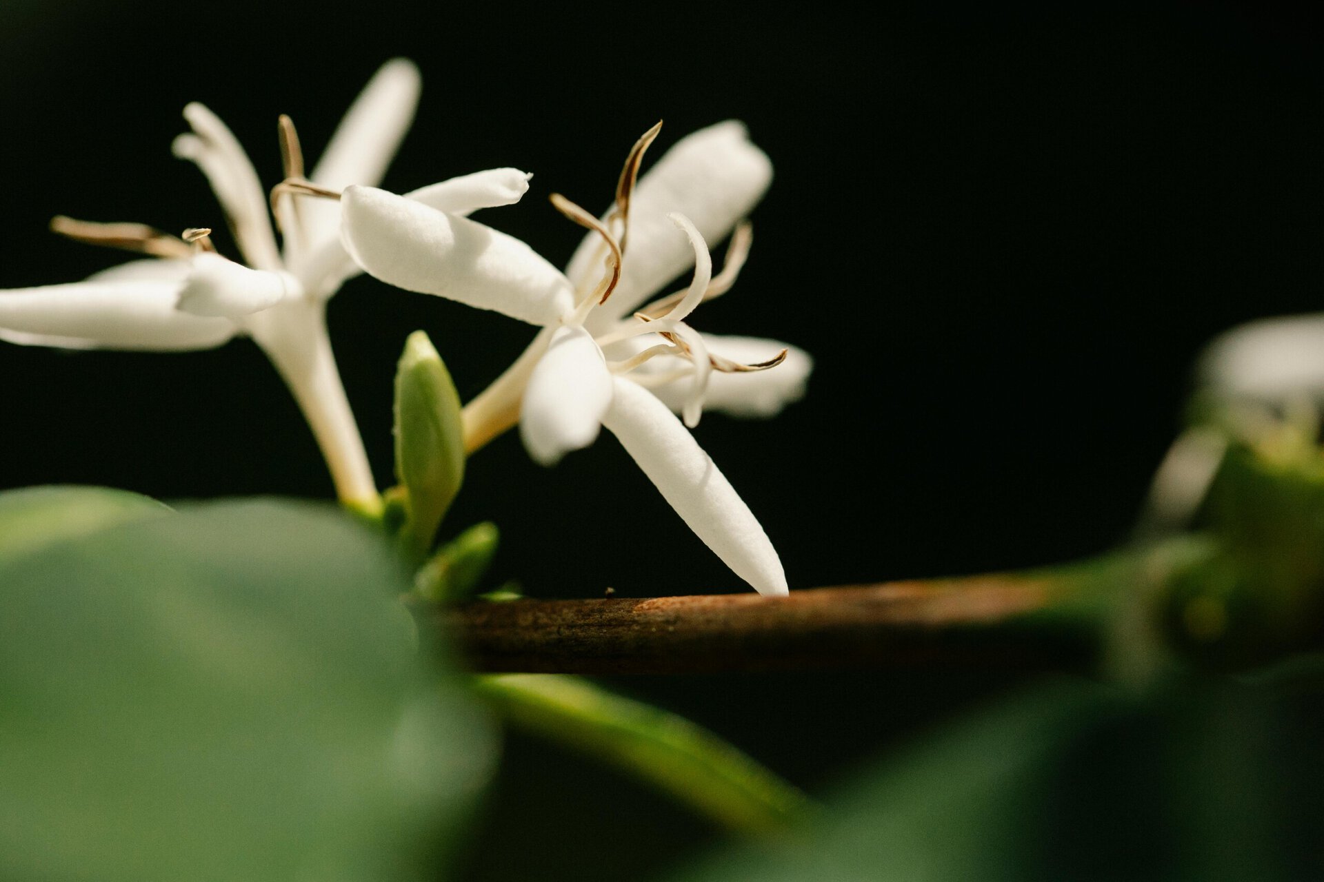 close up of white flowers with long, thin petals and brown tipped stamens against a dark, blurred background.