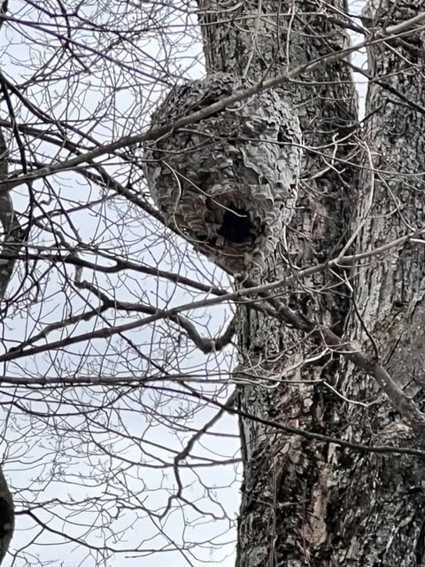 a large wasp nest hangs from the branches of a leafless tree, with gray clouds visible in the background.