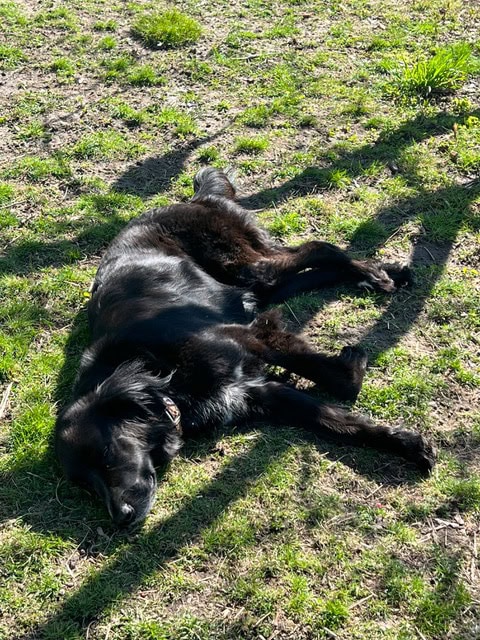 a black dog is lying on its side on a patchy grass field in the sunlight, casting a shadow on the ground.