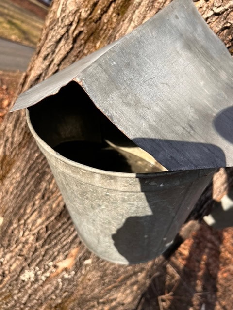 a metal bucket with a lid hangs on a tree, attached for collecting sap, with sunlight casting shadows on the bucket and tree bark visible in the background.