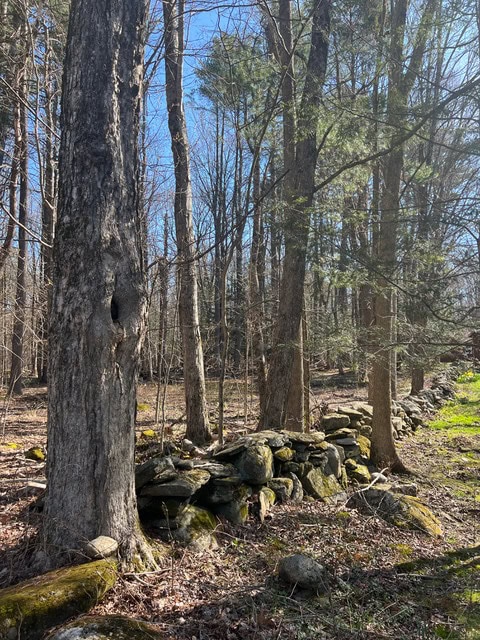 a line of old stone walls runs through a forest with tall, leafless trees and patches of green moss on the ground under a clear blue sky.
